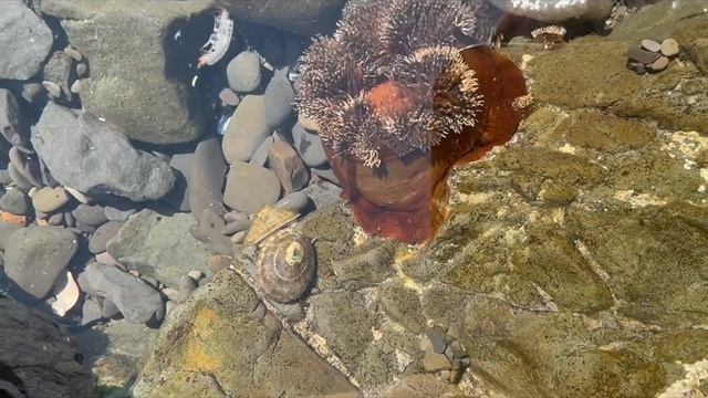 Красота Охотского моря, сбор морского ежа