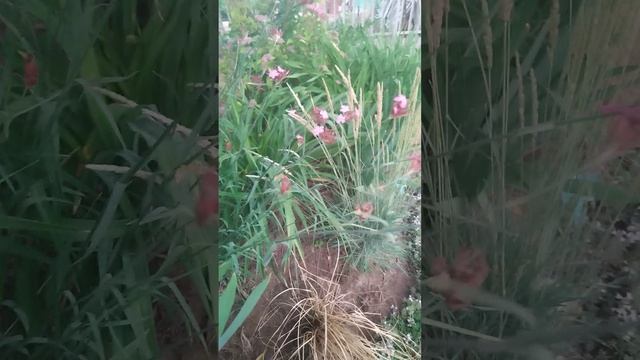 Гвоздика кортузианская