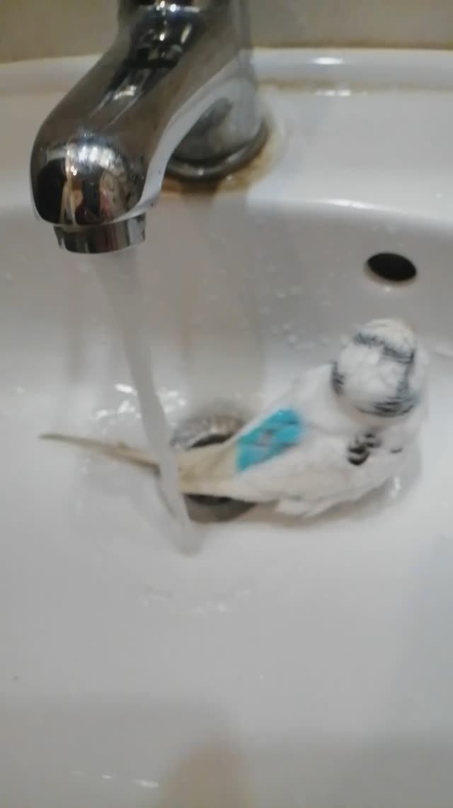 Кеша моется