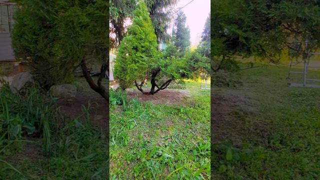 Абстракционизм в стрижке туй ✂️🌲