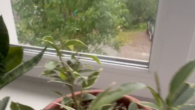 Комнатные цветы