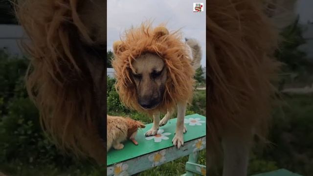 За кадром 🎥🐶😻