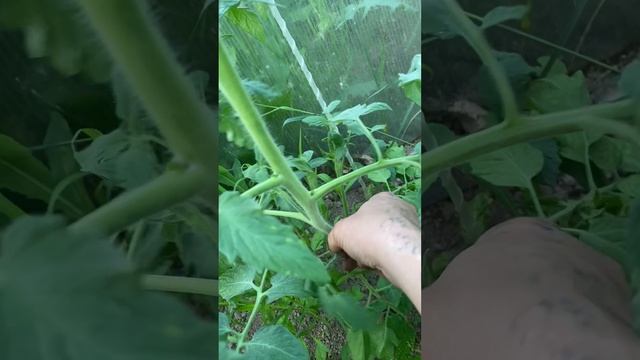 Как убирать пасынки у томатов.