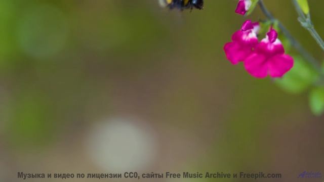 Лес поёт - вы слышите - La Bouteille de Whisky -- Benjamin Bret -- Black Kracougol