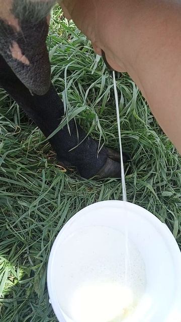 дойка коровы