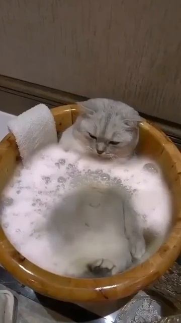 Наш TG https://t.me/liveofcats