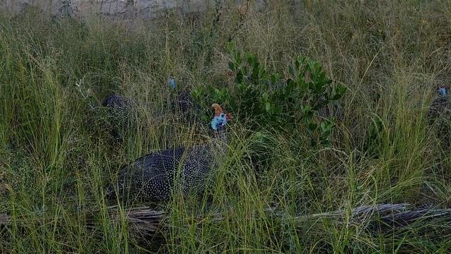 Цесарки — родственники домашних кур