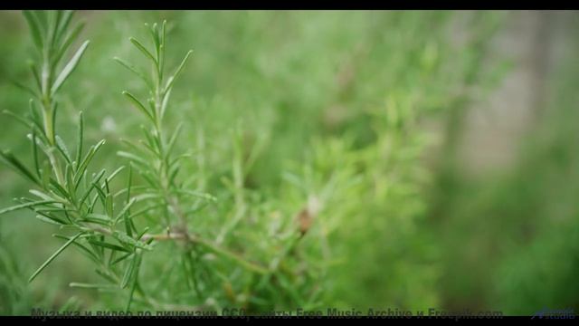 Пейзажи двигаются в ритме чистой свободы - Follow Your Heart -- Tadz -- My Way, All Day, Everyday