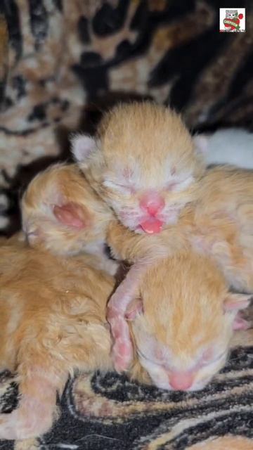 Пикселюша пришёл пожелать малышам спокойной ночи 🌜😻❤️🐈🐈🐈🐈🐈