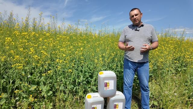 Защитить рапс от осыпания. Униклей.