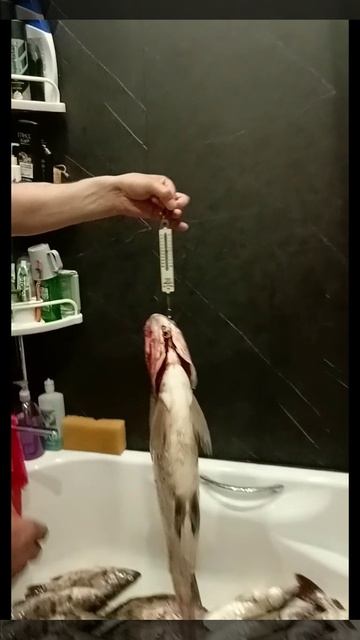 Пойманая рыба. Трофей👍🦈