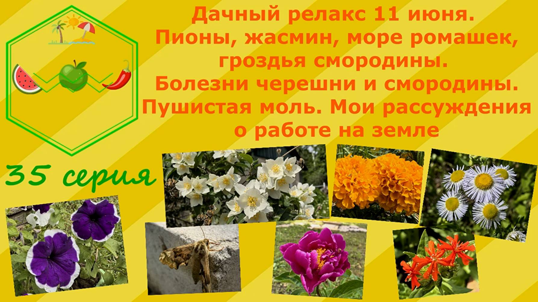 Дачный релакс. Расцвели пионы,жасмин,море ромашек. Гроздья смородины.Болезни растений.Пушистая моль