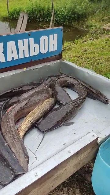 Ночной улов сома.