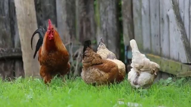 video_10351066617264.mp4