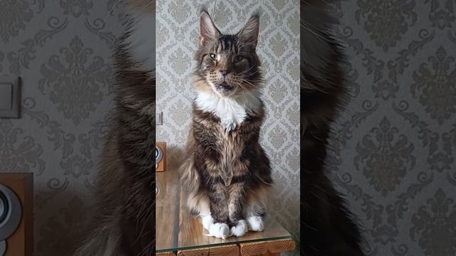Лоря уже Позавтракал🐟🐅🔥