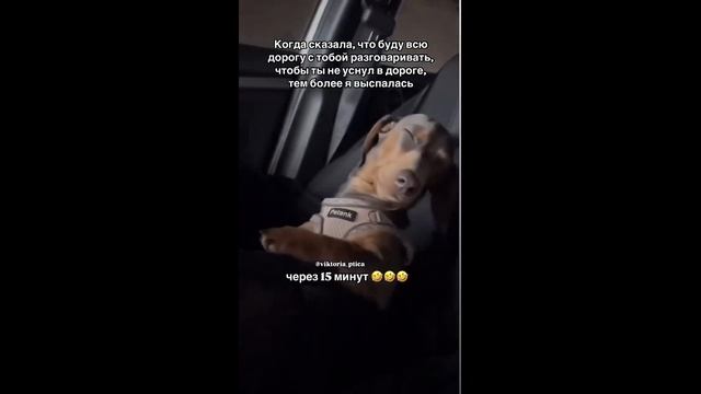 Такса засыпает в машине - 2024 год