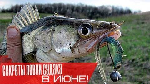 Как ловить судака в июне — лучшие места, приманки и тактика ловли для успешной рыбалки