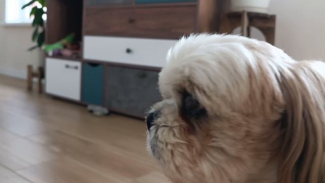Элвис задирает Шанталь и зефира.