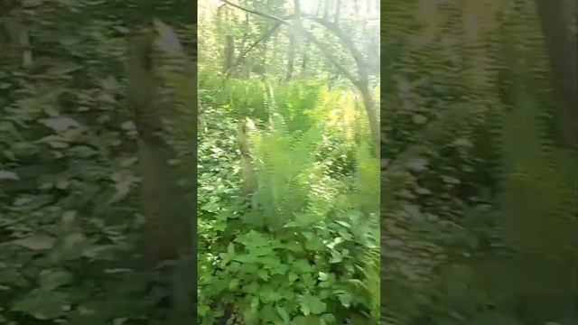 Прогулка по лесу