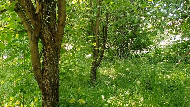 Коль можно было бы, взлетая...