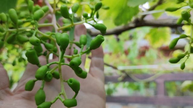 Супер эффектная новинка от Калугина!!! 🍇🍇🍇 Telegram, WhatsApp и Vlber +79528500417.