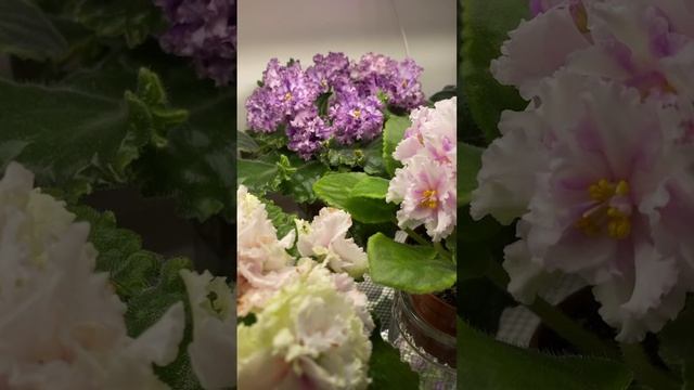 Где меня найти, если отключат Ютуб?