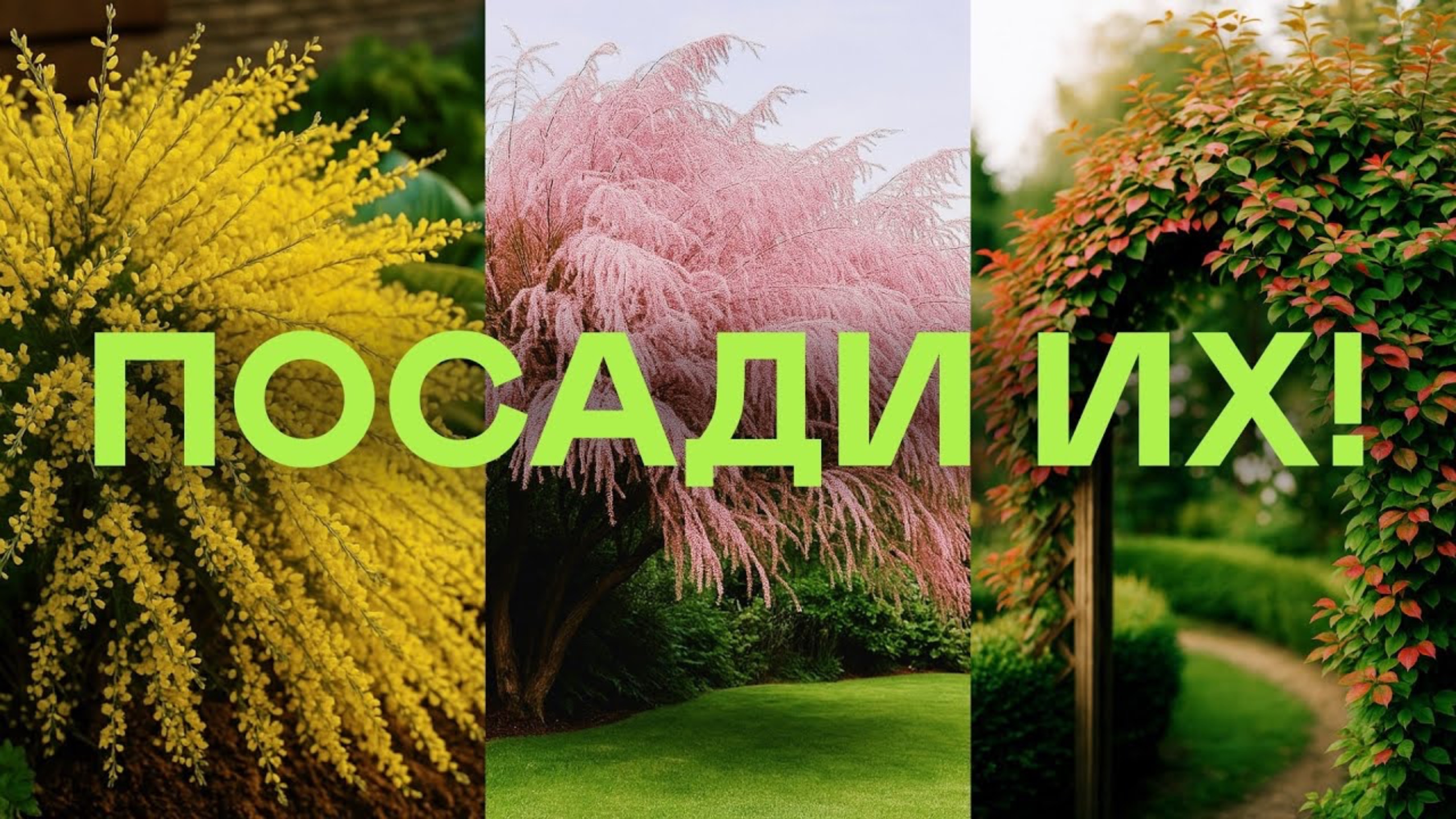 Самые Дешевые Эффектные Кустарники Для Красивого Сада