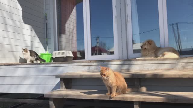 Моменты деревенской жизни наших питомцев: котов  Масика,  Альфушки и пса Ричика.