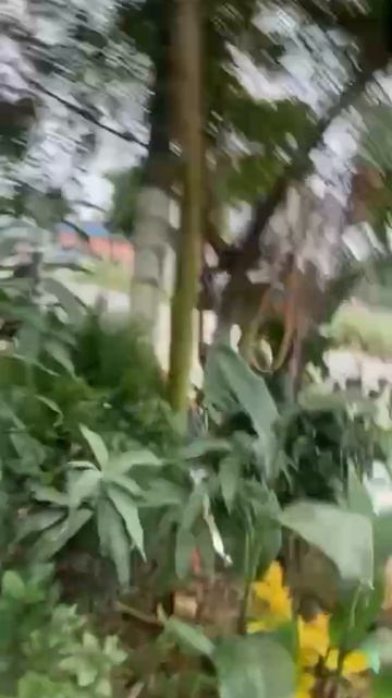 Встреча с буйным животным в Непале



Встреча с буйным животным в Непале
