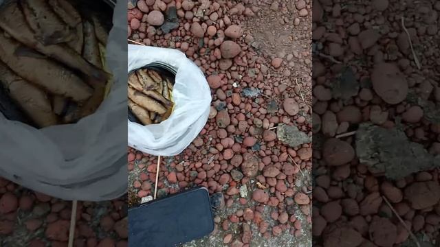 встреча со снюсоедом редкого вида