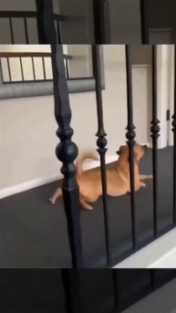 Собака стебется над корги на тему ее коротких лап.