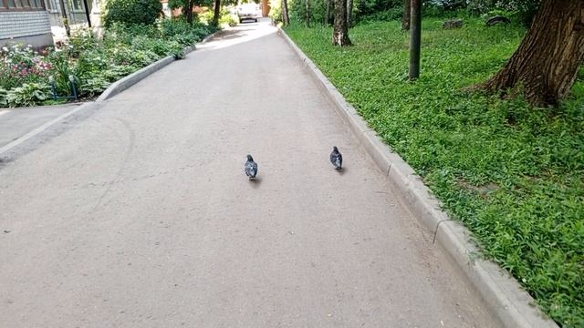 Голуби 🕊️ #Тамбов