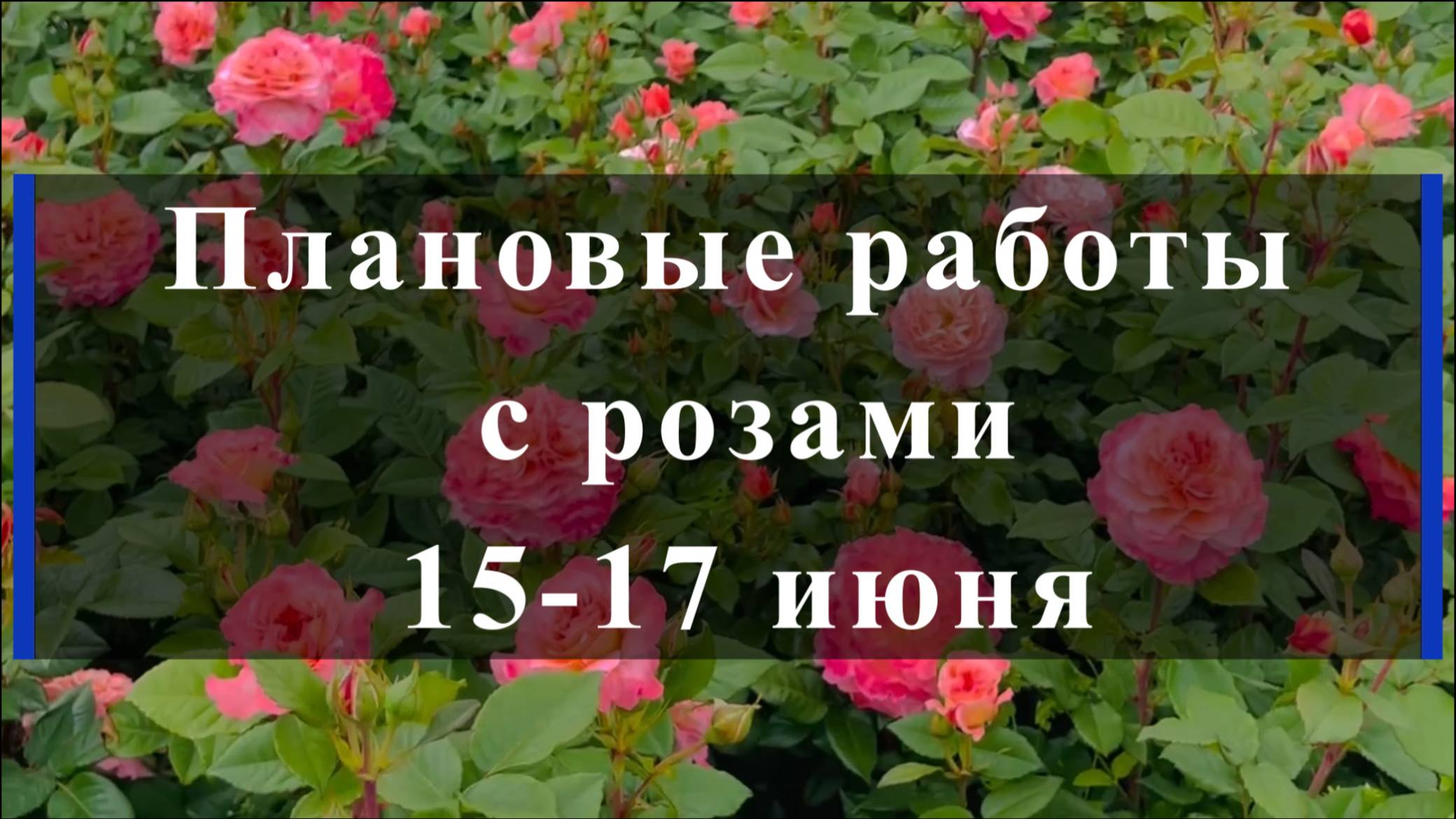 Плановые работы с розами 15-17 июня