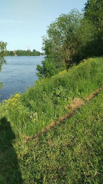У Невы, окраина Петербурга, 14 июня 2025.