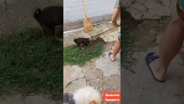 Бывшие бродяги. Теперь- одомашненные.