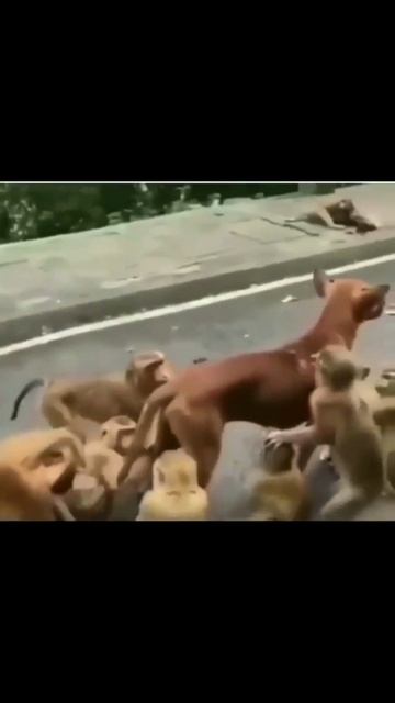 Рамазан покупает машину.
