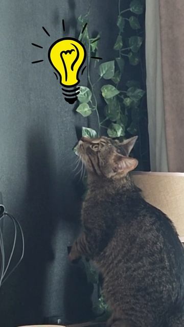 Кошачьи Кокосовые дела по дому