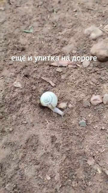 улитка еле скрылась от гусениц