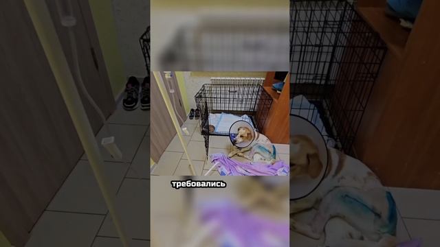 На том конце провода она слёзно умоляла помочь... | Егорка