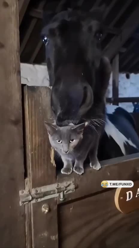 Главный по лошадкам😄