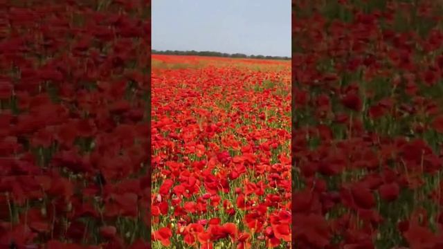 Маковые поля в 2025 году