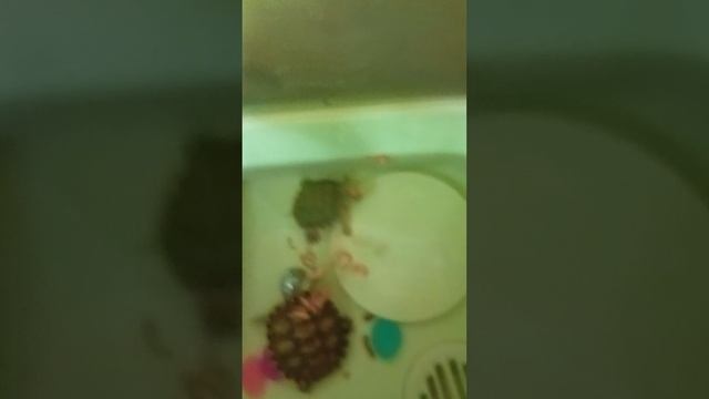 Что же они едят? 🤔🐢