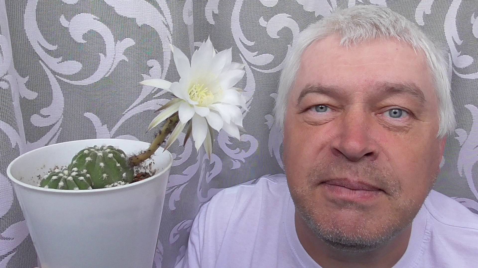 Цветёт кактус в первый раз. Белый цветок