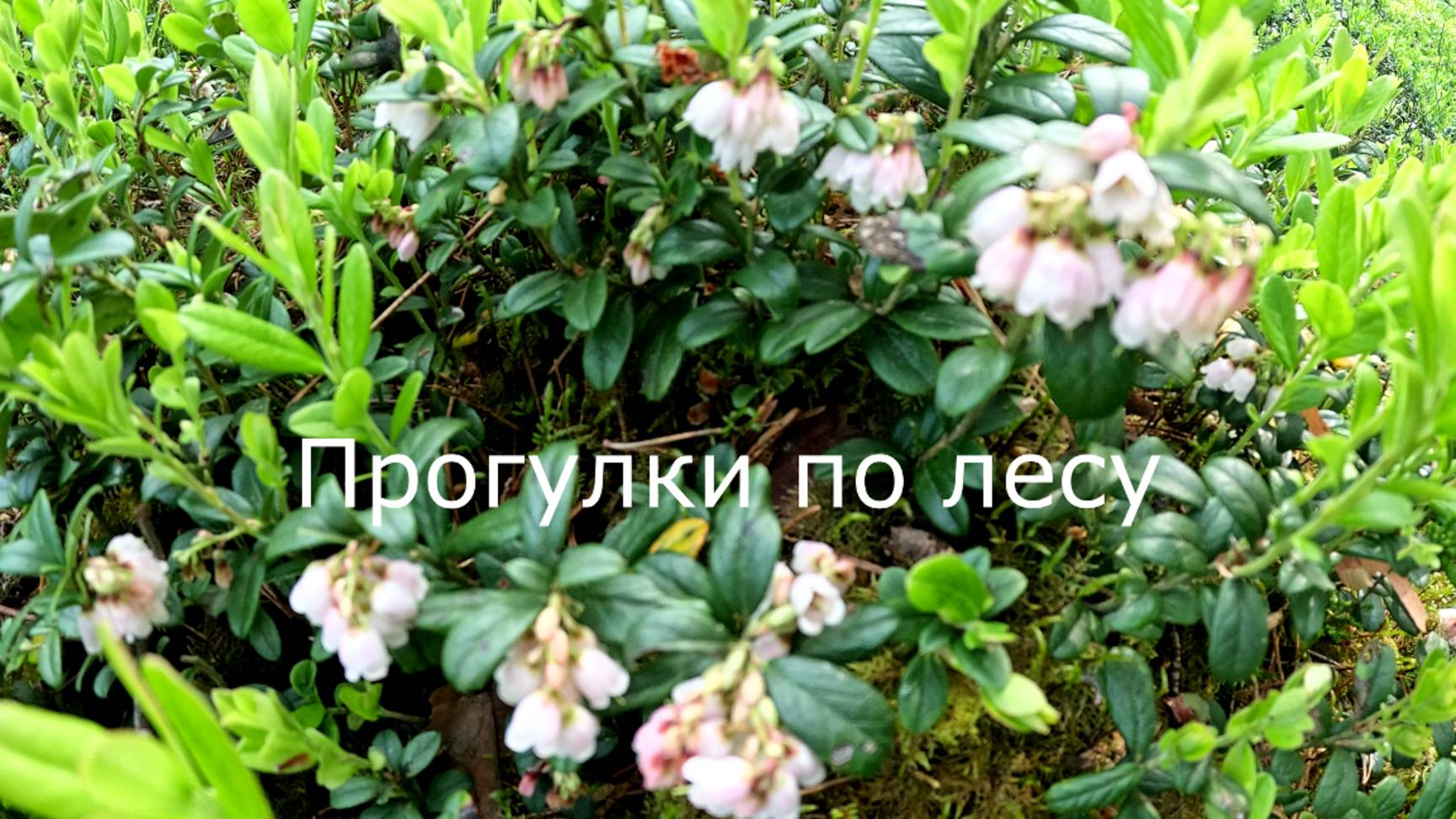 Прогулки по лесу. Лисички-пуговки. Брусники будет много.