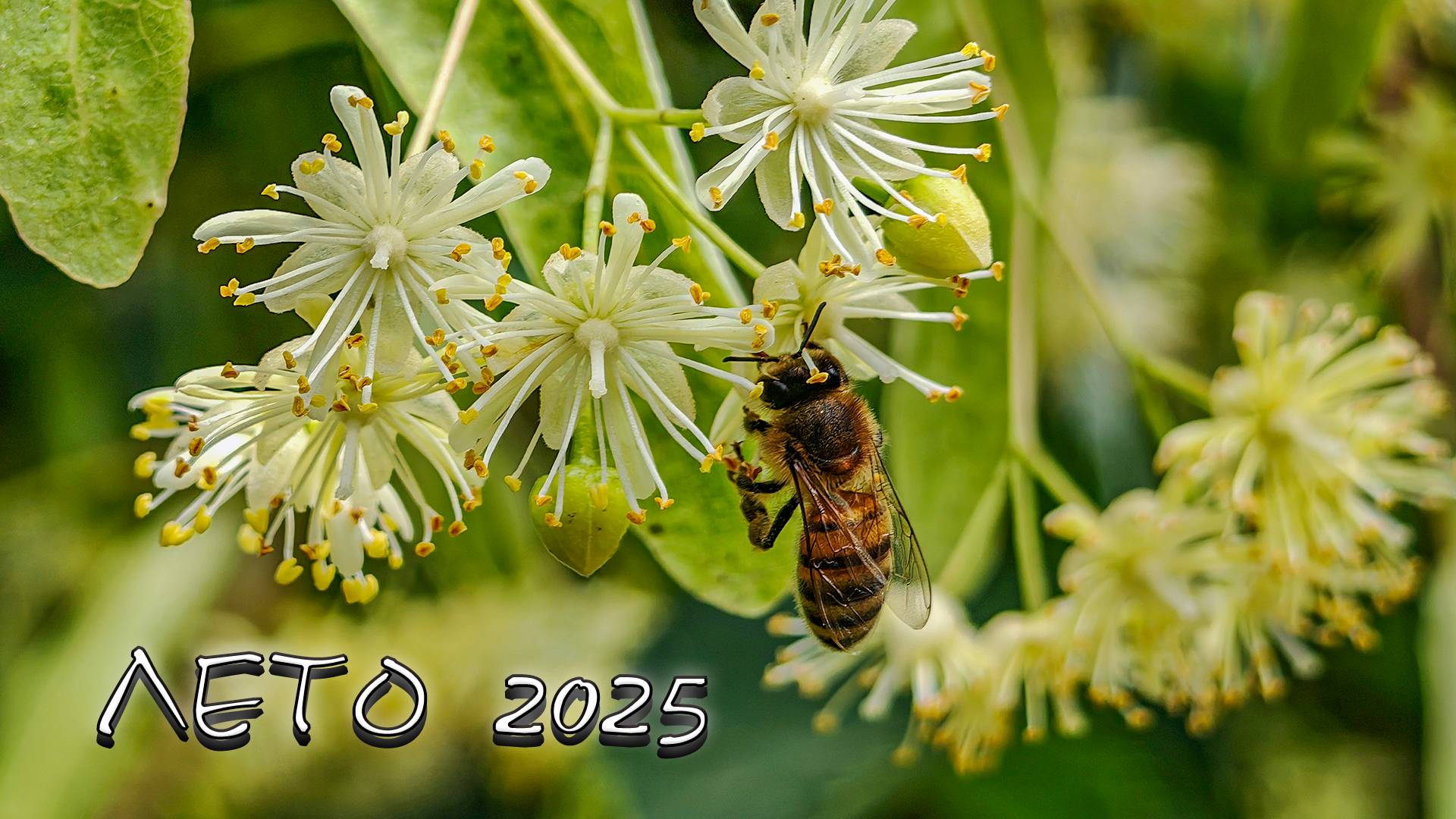 Лето 2025