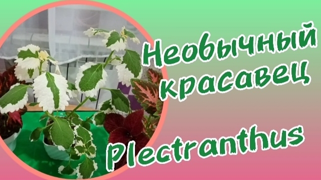 Красота необычного плектрантуса.