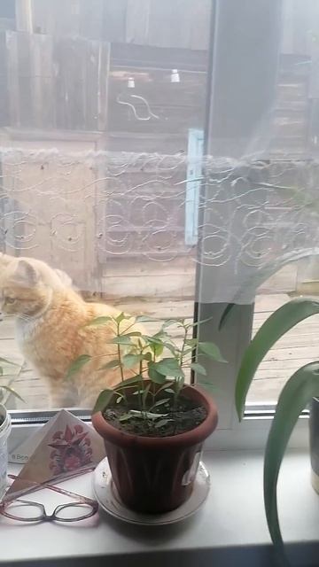 деревня,