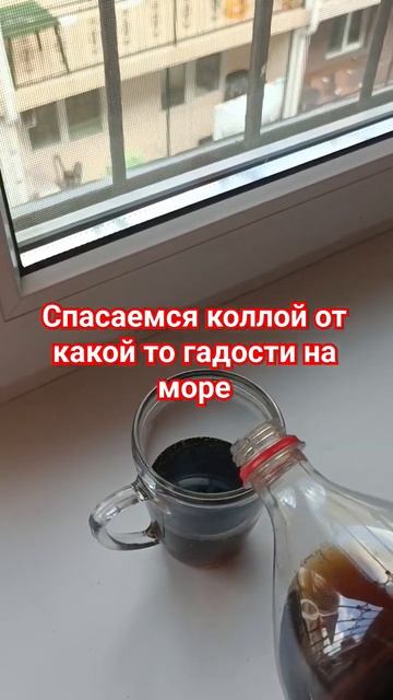 колла при кишечной заразе на море #черноеморе #чемболееютнаморе #2023