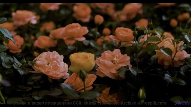 Это не просто клип - это путешествие в страну любви! - Gone Is The Way -- Derek Clegg -- Old Town Wo
