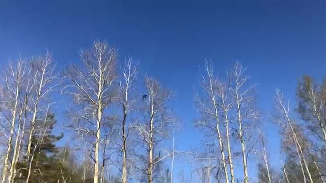 Орлан Белохвостый